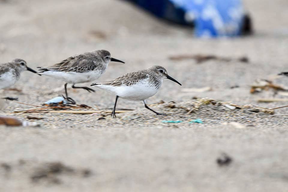 Du betrachtest gerade Alpenstrandläufer am Nordstrand vom Borkum