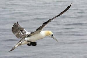 Mehr über den Artikel erfahren Basstölpel am Nordstrand vom Borkum