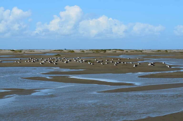 Mehr über den Artikel erfahren Die Nordsee bei Borkum