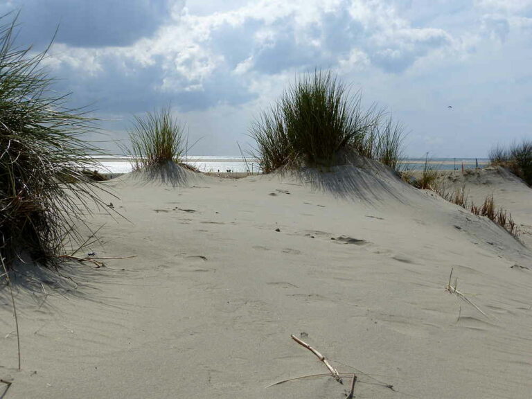 Mehr über den Artikel erfahren Enstehung der Dünen am Borkumer Strand