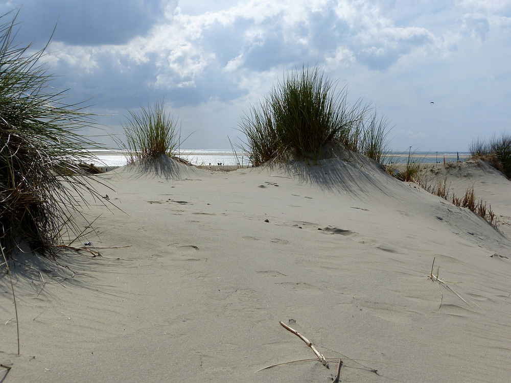 Du betrachtest gerade Enstehung der Dünen am Borkumer Strand