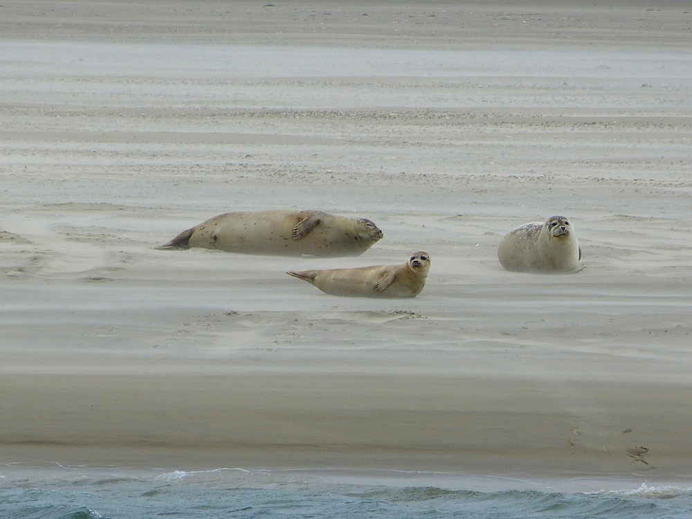 Seehundbänke auf Borkum