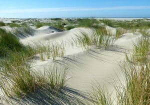 Mehr über den Artikel erfahren Dünen auf Borkum