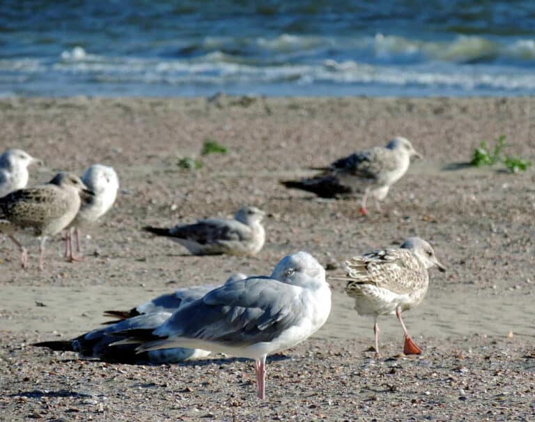 Mehr über den Artikel erfahren Vogelbeobachtungen auf der Insel Borkum