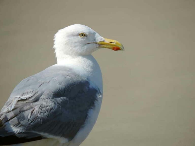 Mehr über den Artikel erfahren Silbermöwe auf Borkum