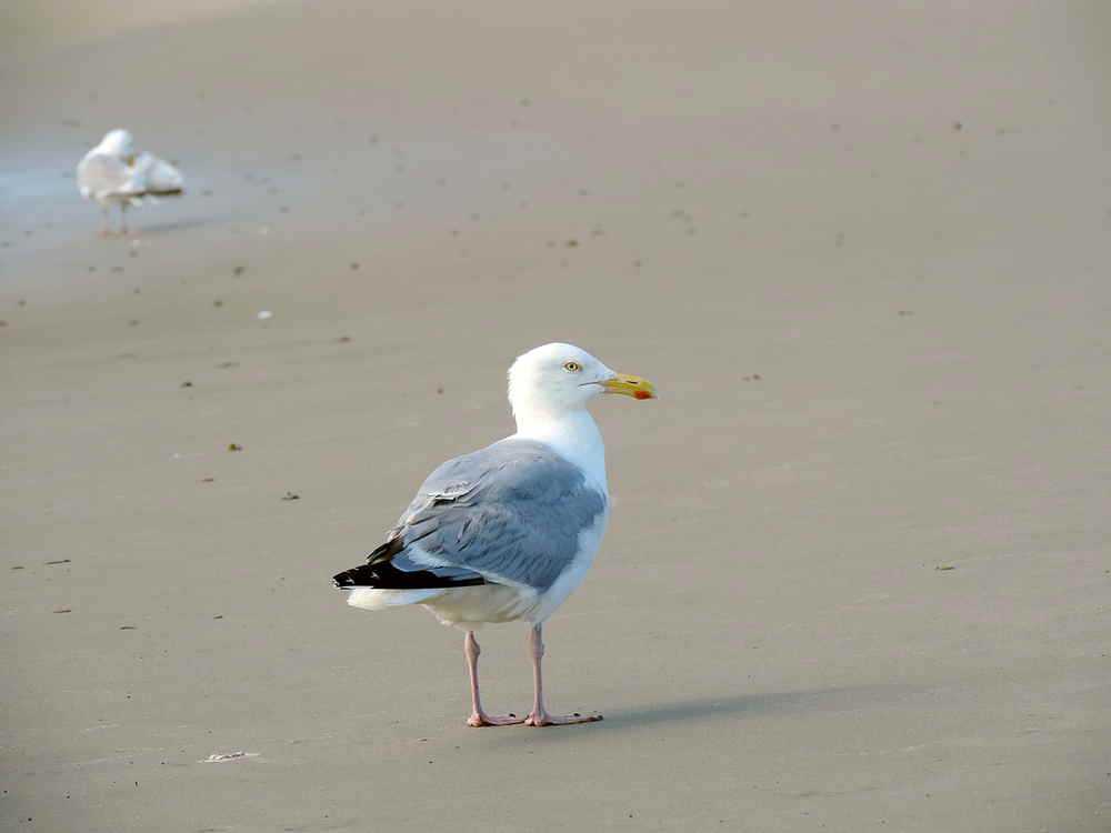 Möve am Sandstrand