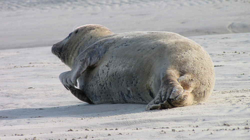 Seehundbänke bei Borkum