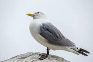 Mehr über den Artikel erfahren Dreizehenmöwe am Nordstrand vom Borkum