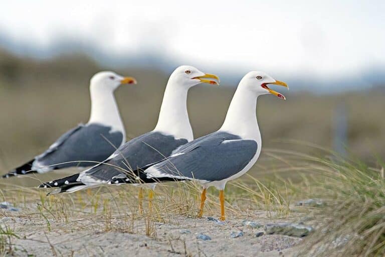 Mehr über den Artikel erfahren Heringsmöwe auf Borkum