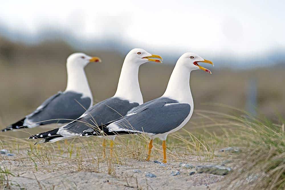 Du betrachtest gerade Heringsmöwe auf Borkum