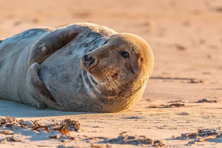 Mehr über den Artikel erfahren Kegelrobben auf Borkum