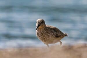 Mehr über den Artikel erfahren Knutt am Nordstrand vom Borkum