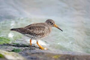 Mehr über den Artikel erfahren Meerstrandläufer auf Borkum