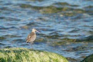 Mehr über den Artikel erfahren Pfuhlschnepfe am Nordstrand vom Borkum