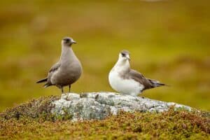 Mehr über den Artikel erfahren Schmarotzerraubmöwe am Nordstrand vom Borkum