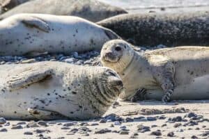 Mehr über den Artikel erfahren Seehunde auf Borkum