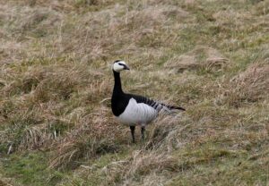 Mehr über den Artikel erfahren Weisswangengans bei Ostland von Borkum